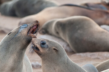 Two agressive looking seals who are about to fight each other. Skeleton Coast, Namibial