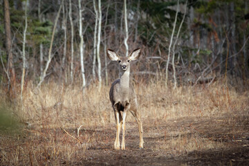 Mule deer doe is standing and watching in the forest trail.