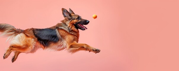 A dynamic photo of a German Shepherd leaping energetically to catch a ball against a smooth pink background, showcasing agility and excitement.