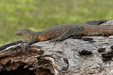 Nile Monitor (Varanus niloticus) v South Luangwa Národním parku. Zambie. Africa.