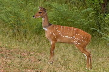 Cape Bushbuck (Tragelaphus sylvaticus) in South Luangwa National Park. Zambia. Africa.