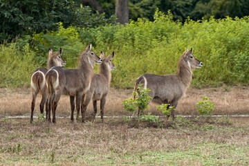Waterbuck (Kobus ellipsiprymnus) in South Luangwa National Park. Zambia. Africa.