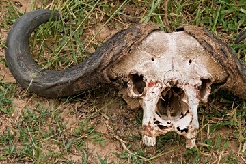 Head of a dead Cape Buffalo in South Luangwa National Park. Zambia. Africa.