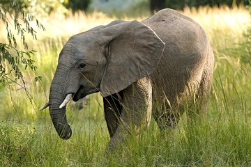 Naklejka na ściany i meble African Elephant (Loxodonta africana) in South Luangwa National Park. Zambia. Africa.