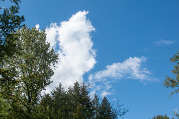sky and clouds with trees