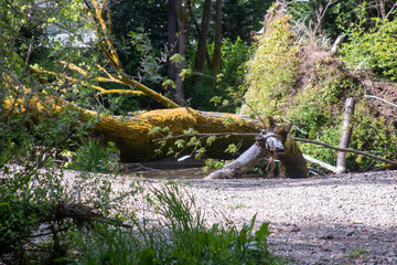 Obraz premium A fallen tree in the sun