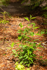 A wild plant in the forest
