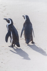 Telephoto shot of two African Penguins, Spheniscus demersus, strolling along Boulders beach, in South Africa.