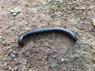 Kaki seribu (Millipede) walk on the ground