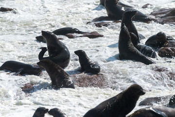 Cape Fur Seals - Arctocephalus pusillus- on the beach of Cape Cross Seal colony, along the skeleton...