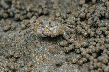 Sand Crab bubblers appear on the sand of the beach, Balls of sand made from crabs making a pattern, Crab holes on beach sand.