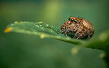 Jumping spider on green leaf, Colorful insect, Selective focus, Macro photography.