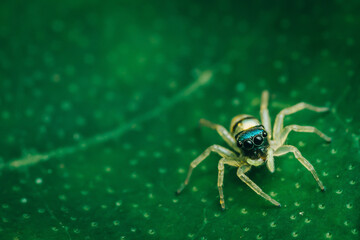Jumping spider on green leaf, Colorful insect, Selective focus, Macro photography.