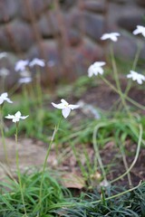 Cooperia ,rain lily  beautiful small white flower