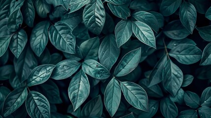 This image is a photograph of dark green leaves with water drops on them