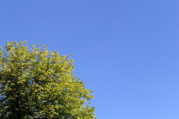 Obraz premium Canopy of a lush green tree against a clear blue sky abstract background