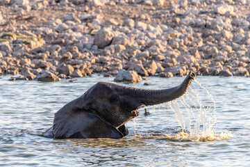 Telephoto shot of a baby elephant, enjoying itself while taking a bath in a waterhole in Etosha National Park, Namibia.