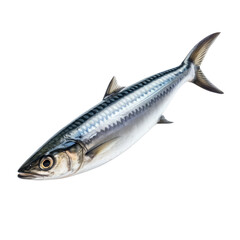 Freshwater fish. Good source of omega-3 fatty acids, protein, and other essential nutrients. On transparent background