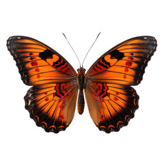 Fototapeta premium Orange and black butterfly isolated on a transparent background