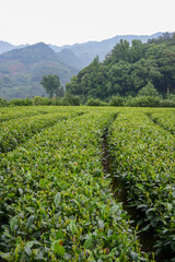 Green tea plantation
