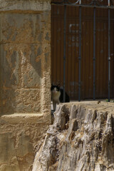 stray cat hiding behind a tree trunk looking at the camera
