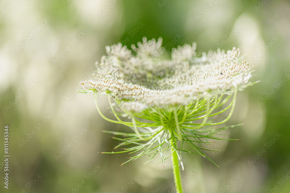 Wall mural wild grass in the forest at sunlight. macro image, shallow depth of field white flower. abstract sum