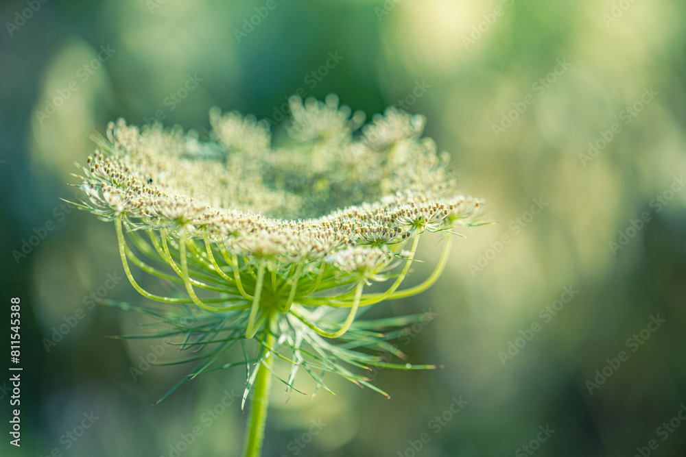 Wall mural wild grass in the forest at sunlight. macro image, shallow depth of field white flower. abstract sum