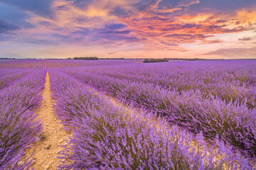 Wonderful nature landscape, amazing sunset scenery blooming lavender flowers. Moody colorful sky,...