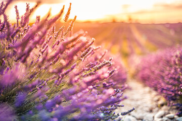 Sunset light closeup lavender field under orange gold sky sun rays artistic design. Zen nature...