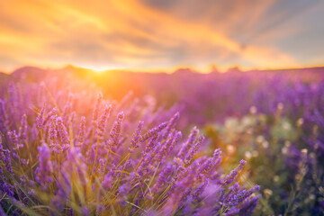 Sunset light closeup lavender field under orange gold sky sun rays artistic design. Zen nature...