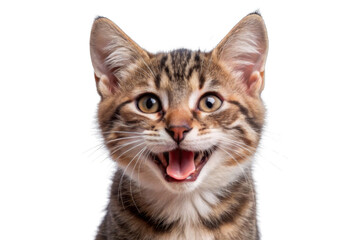Happy and Cute Cat Laughing