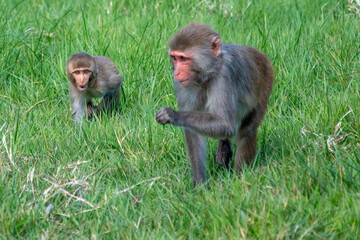 Mother and baby monkey
