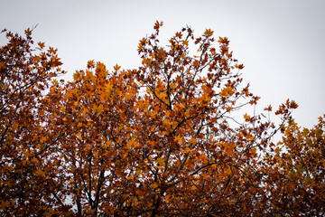 Orange maples leaves with overcast sky.
