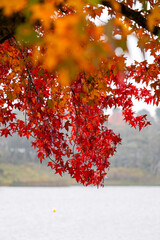 Red maple leaves over the lake.