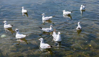 Siberian red-billed gulls playing in the Erhai Lake in Cangshan Mountain, Dali, Yunnan