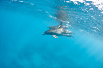 Fototapeta premium Common bottlenose dolphin tursiops truncatus underwater