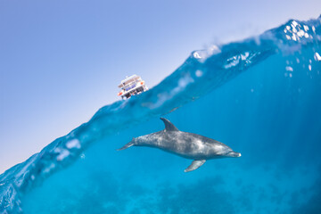 Common bottlenose dolphin tursiops truncatus underwater