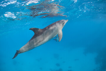 Naklejka premium Common bottlenose dolphin tursiops truncatus underwater
