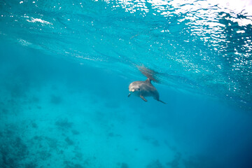 Common bottlenose dolphin tursiops truncatus underwater