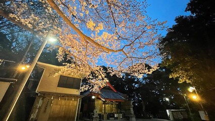 春の夜の神社
