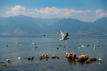 Siberian red-billed gulls playing in the Erhai Lake in Cangshan Mountain, Dali, Yunnan