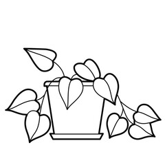 Golden Pothos (Scindapsus Aureum) in pot, home decor. Popular houseplant.  Outline illustration, design elements or page of coloring book