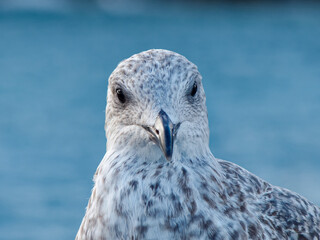 close up of a seagull