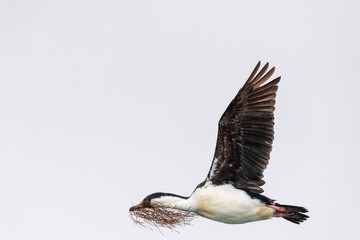 Close-up of an Antarctic Shag -Leucocarbo bransfieldensis- flying low and carrying seaweed in its...