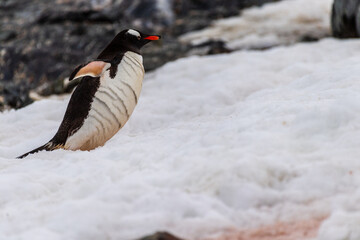 Telephoto shot of a Gentoo Penguin -Pygoscelis papua- walking along a Penguin highway laid out in...