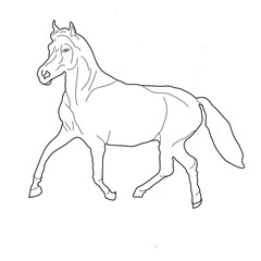horse illustration