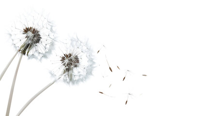 Beautiful puffy dandelion blowball and flying seeds isolated on transparent background