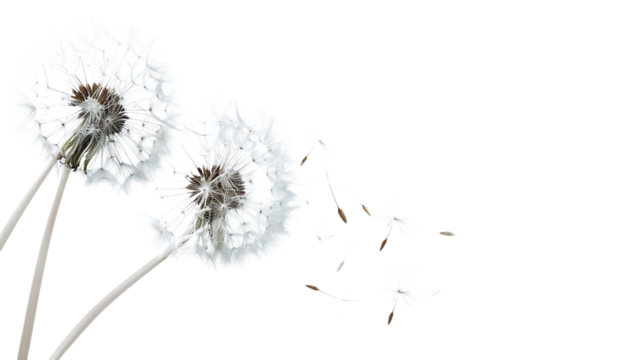 Beautiful puffy dandelion blowball and flying seeds isolated on transparent background