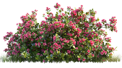 bush of flowers isolated on transparent background 
