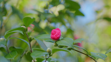 Camellia Branch With Flowers. Flower Blooming On Green Leaves Background In Sun Rays Lights.